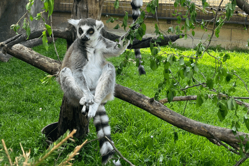 zoo plasy &#8211; lemur